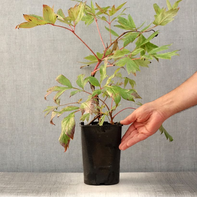 Exemplaar van Paeonia suffruticosa Jin Ge - Boompioen Pot van 2 l/3 l zoals geleverd in de zomer