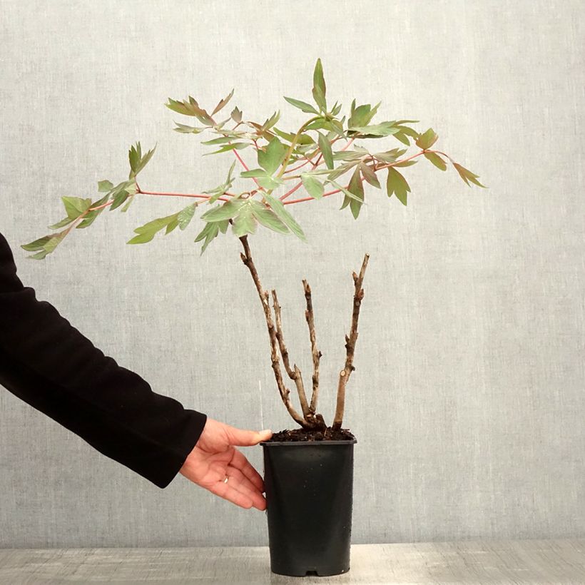 Exemplaar van Paeonia suffruticosa Jin Ge - Boompioen Pot van 2 l/3 l zoals geleverd in de lente