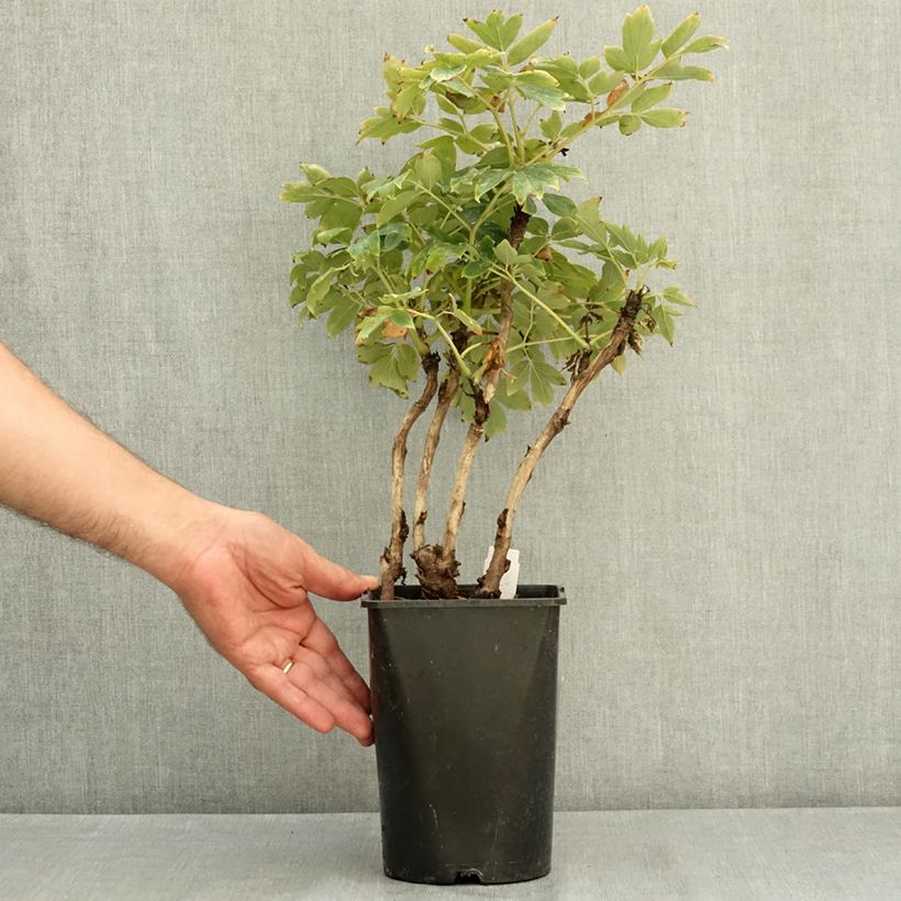 Exemplaar van Paeonia suffruticosa Rou Fu Rong - Boompioen Pot van 2 l/3 l zoals geleverd in de zomer