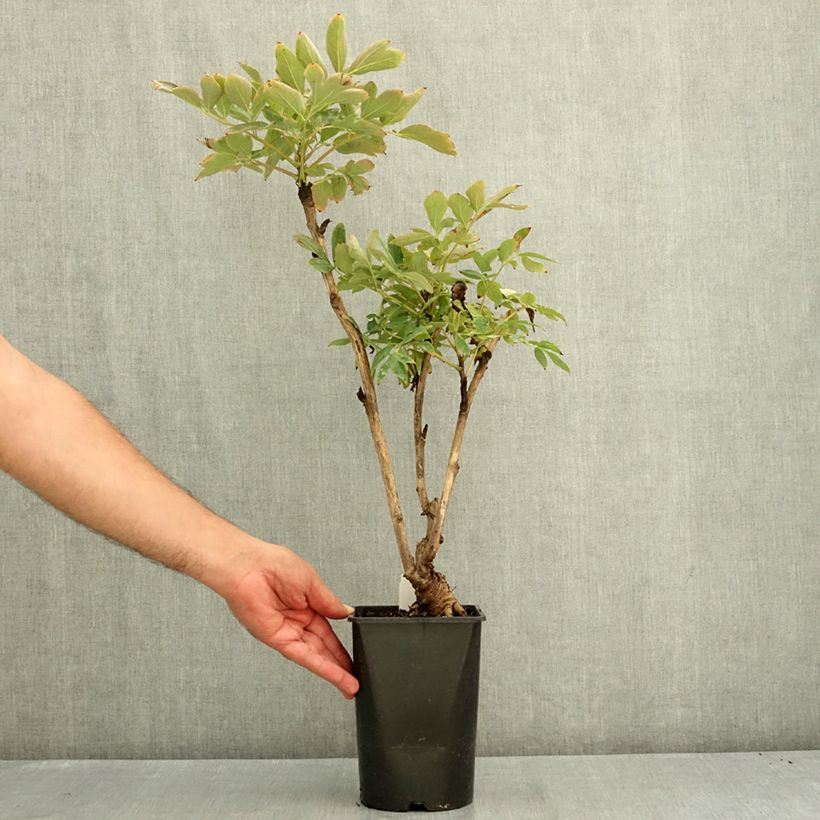 Exemplaar van Paeonia suffruticosa Xue Ta - Boompioen Pot van 2 l/3 l zoals geleverd in de zomer