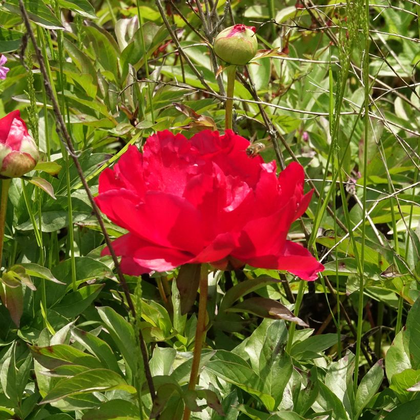 Paeonia Blaze - Pioen (Bloei)