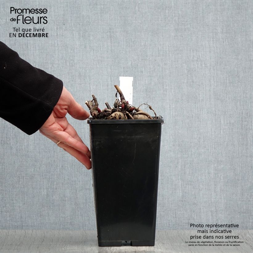 Example of Pivoine Blaze Pot van 3 l/4 l as you get in hiver