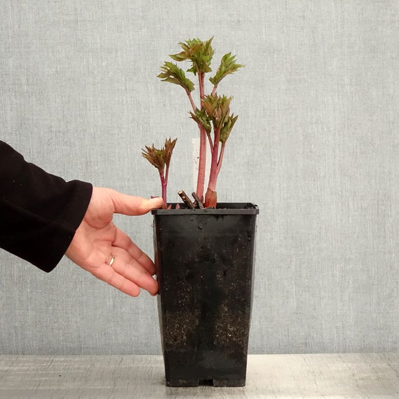 Exemplaar van Paeonia Blaze - Pioen Pot van 3 l/4 l zoals geleverd in de lente