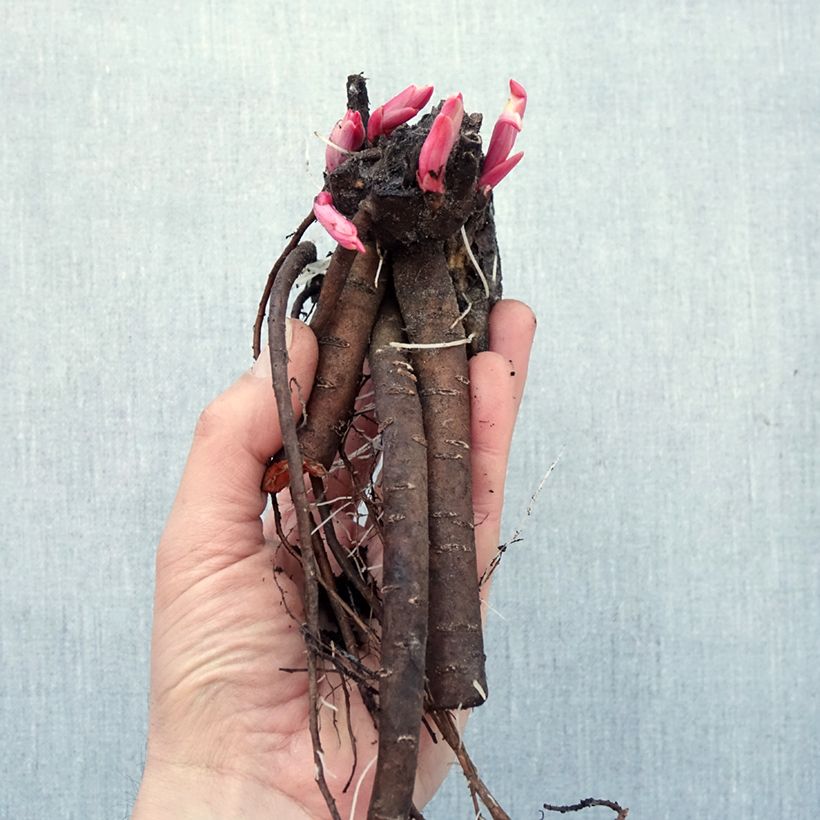 Exemplaar van Paeonia anomala - Pioenroos Naakte wortel zoals geleverd in de winter