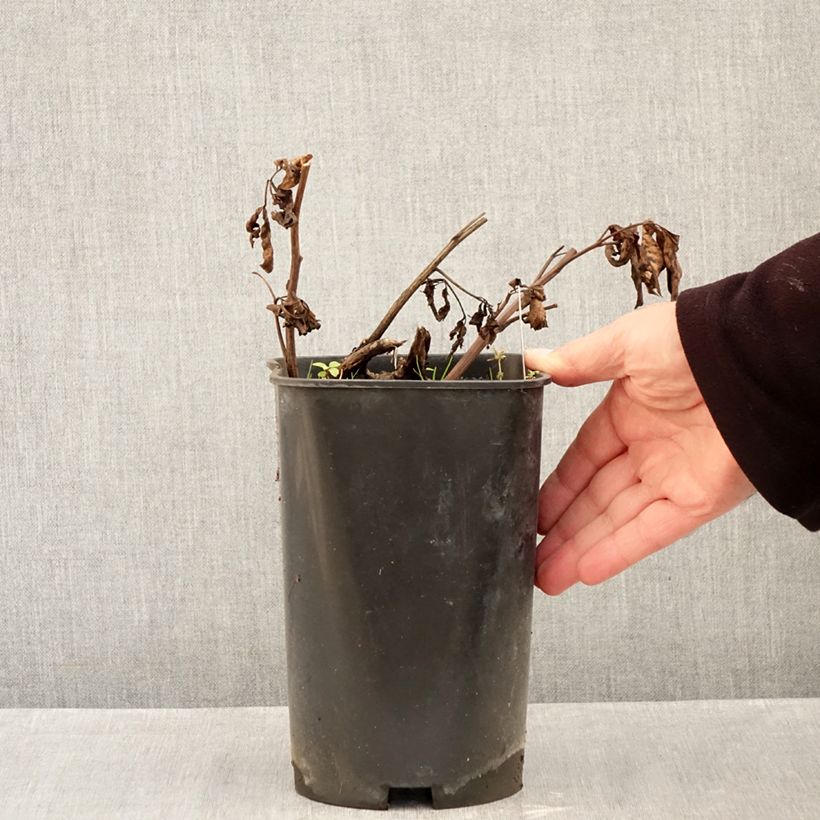 Exemplaar van Paeonia lactiflora Claire de Lune - Pioenroos Pot van 3 l/4 l zoals geleverd in de herfst