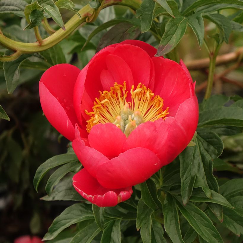 Paeonia lactiflora Coral Sunset - Pioenroos (Bloei)