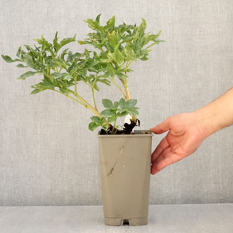 Exemplaar van Paeonia lactiflora Coral Sunset - Pioenroos Pot van 3 l/4 l zoals geleverd in de zomer