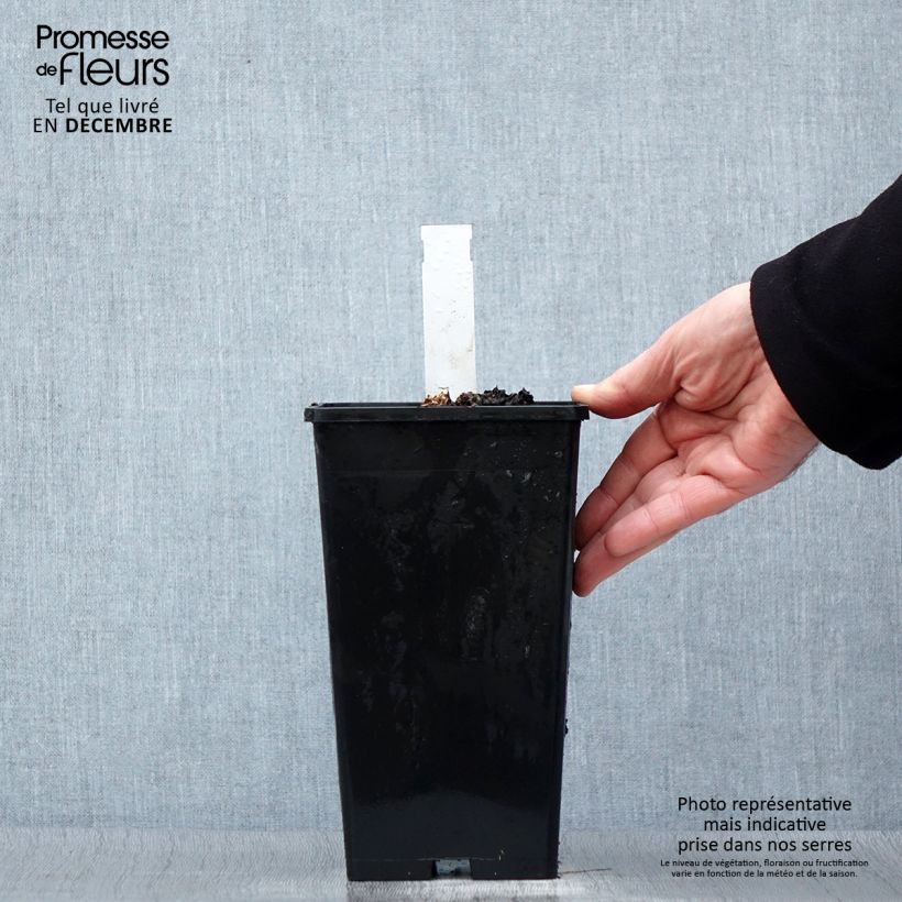 Example of Paeonia lactiflora Coral Sunset - Pioenroos Pot van 3 l/4 l as you get in hiver