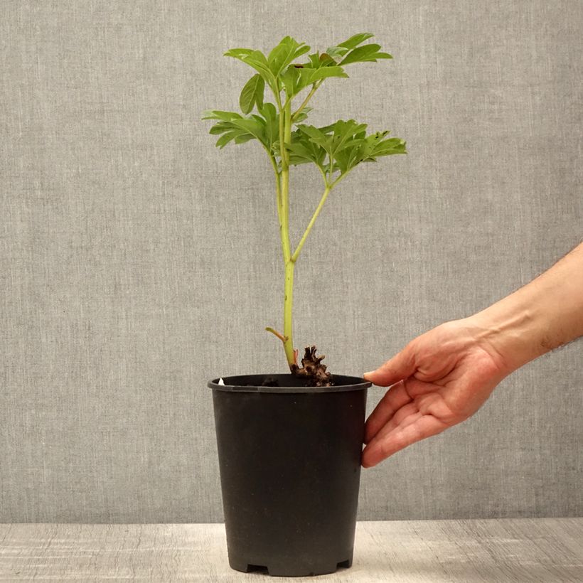 Exemplaar van Paeonia lactiflora Coral Sunset - Pioenroos Pot van 3 l/4 l zoals geleverd in de lente