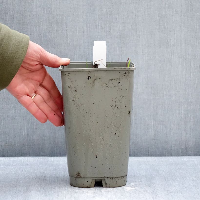 Example of Paeonia emodi Late Windflower - Pioen Pot van 3 l/4 l as you get in hiver