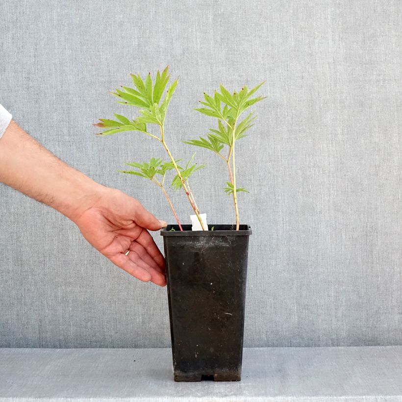 Exemplaar van Paeonia emodi Late Windflower - Pioen Pot van 3 l/4 l zoals geleverd in de lente