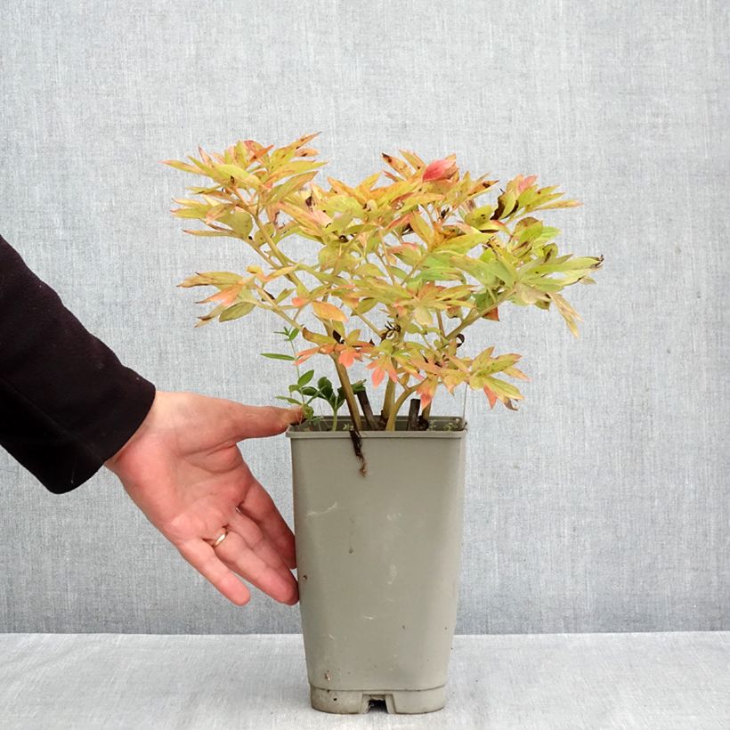 Exemplaar van Paeonia Flame - Pioenroos Pot van 3 l/4 l zoals geleverd in de herfst