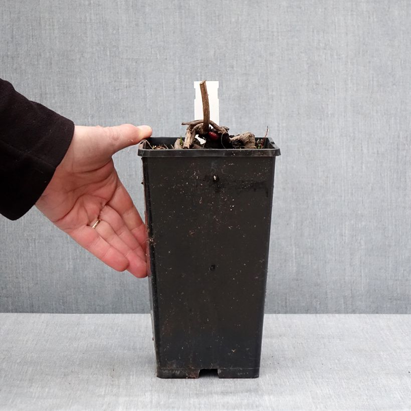 Example of Pivoine Flame Pot van 3 l/4 l as you get in hiver