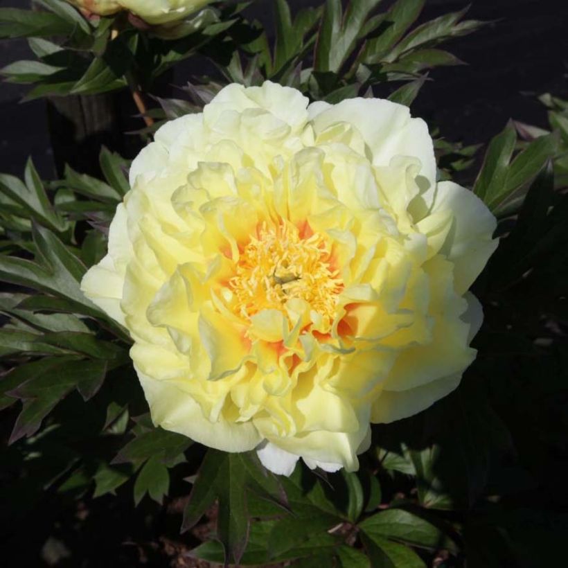 Paeonia Itoh Bartzella - Itoh-pioen (Flowering)