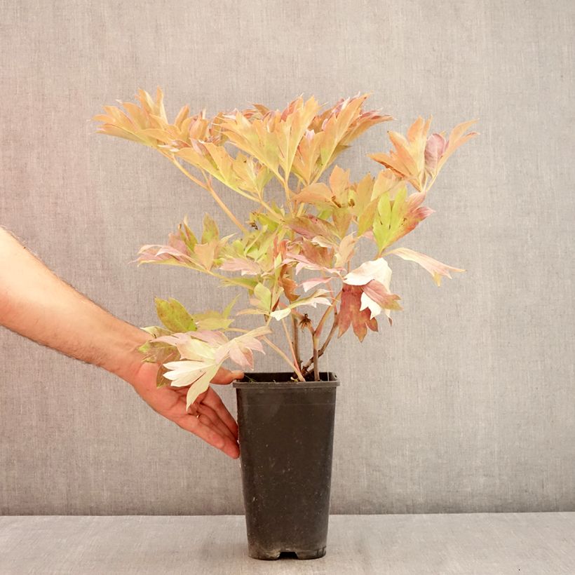 Exemplaar van Paeonia Itoh Bartzella - Itoh-pioen Pot van 3 l/4 l zoals geleverd in de zomer