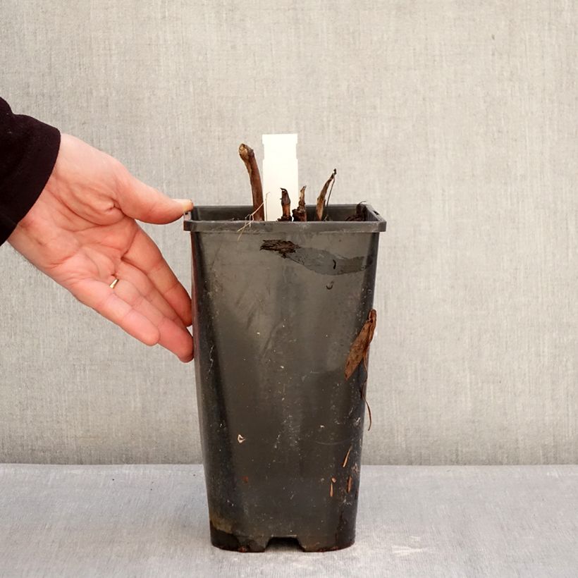 Example of Pivoine Itoh Callies Memory Pot van 3 l/4 l as you get in hiver