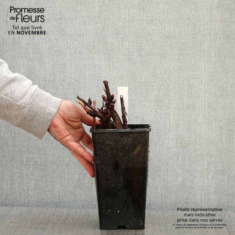 Exemplaar van Pivoine Itoh Canary Brillant Pot de 3L/4L zoals geleverd in de herfst