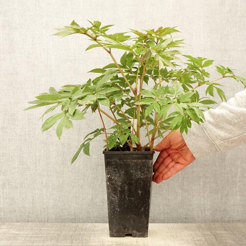 Exemplaar van Paeonia Itoh Canary Brillant - Itoh-pioen Pot van 3 l/4 l zoals geleverd in de lente