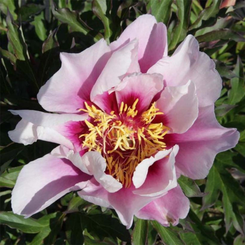 Paeonia Itoh Cora Louise - Itoh-pioen (Flowering)