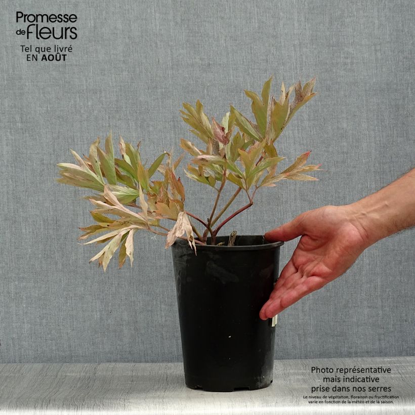 Exemplaar van Paeonia Itoh Cora Louise - Itoh-pioen Pot van 3 l/4 l zoals geleverd in de zomer