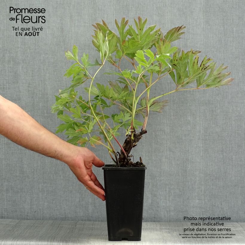 Exemplaar van Paeonia Itoh First Arrival - Itoh-pioen Pot van 3 l/4 l zoals geleverd in de zomer