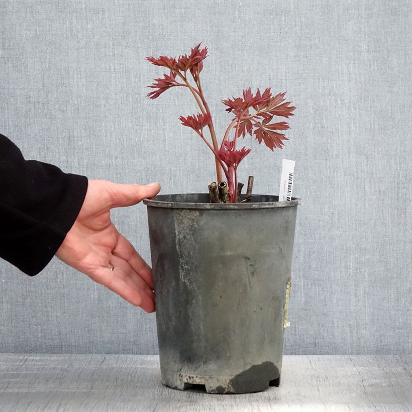 Exemplaar van Paeonia Itoh First Arrival - Itoh-pioen Pot van 3 l/4 l zoals geleverd in de lente