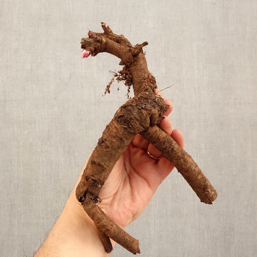 Exemplaar van Paeonia Itoh First Arrival - Itoh-pioen Stam 3/5 ogen zoals geleverd in de winter