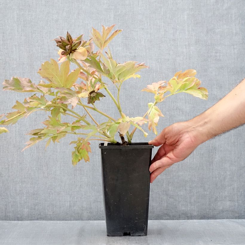 Exemplaar van Paeonia Itoh Garden Treasure - Itoh-pioen Pot van 4 l/5 l zoals geleverd in de zomer