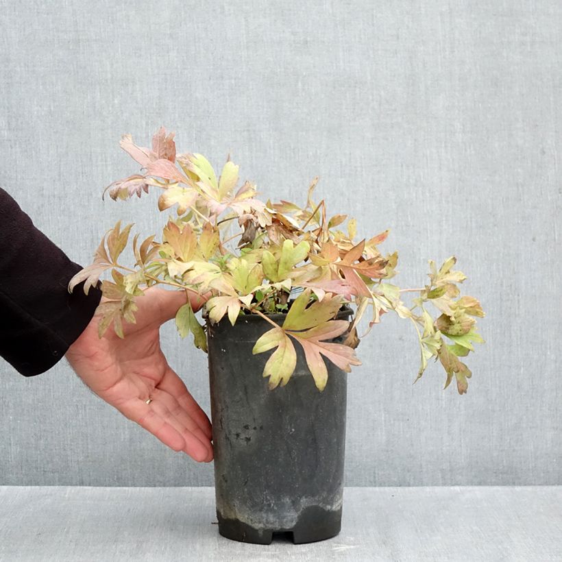 Exemplaar van Paeonia Itoh Hillary - Itoh-pioen Pot van 3 l/4 l zoals geleverd in de herfst