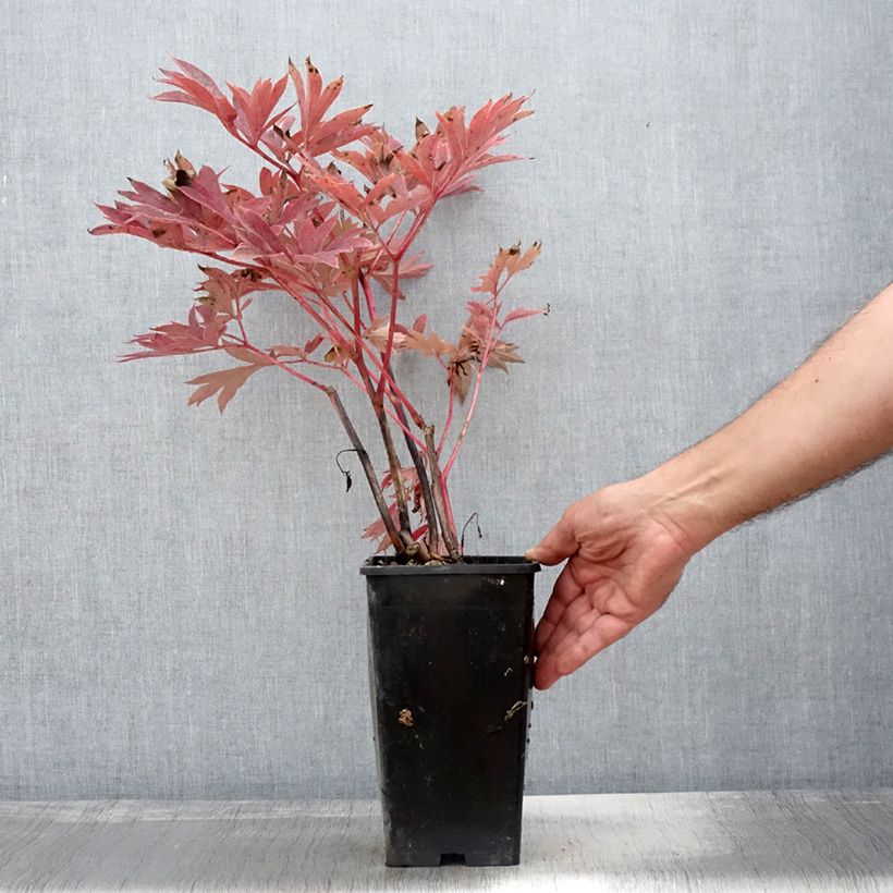 Exemplaar van Paeonia Itoh Julia Rose - Itoh-pioen Pot van 2 l/3 l zoals geleverd in de herfst
