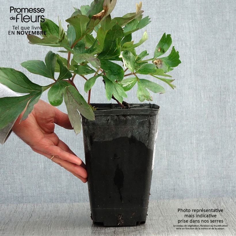 Exemplaar van Pivoine 'Itoh Morning Lilac' - Souche de 3 à 5 yeux Pot de 3L/4L zoals geleverd in de herfst