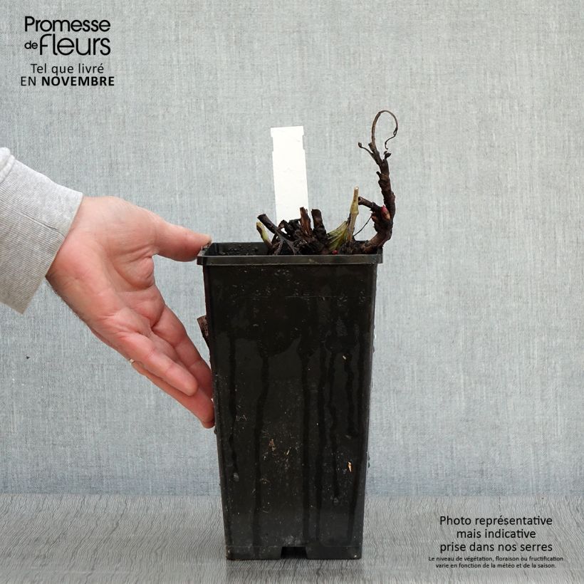 Exemplaar van Pivoine Itoh Old Rose Dandy Pot de 3L/4L zoals geleverd in de herfst