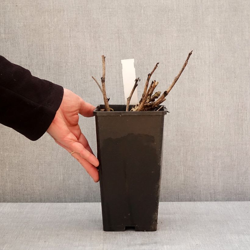 Example of Pivoine Itoh Old Rose Dandy Pot van 3 l/4 l as you get in hiver