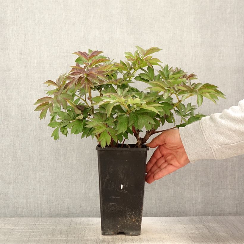 Exemplaar van Paeonia Itoh Old Rose Dandy - Itoh-pioen Pot van 3 l/4 l zoals geleverd in de lente