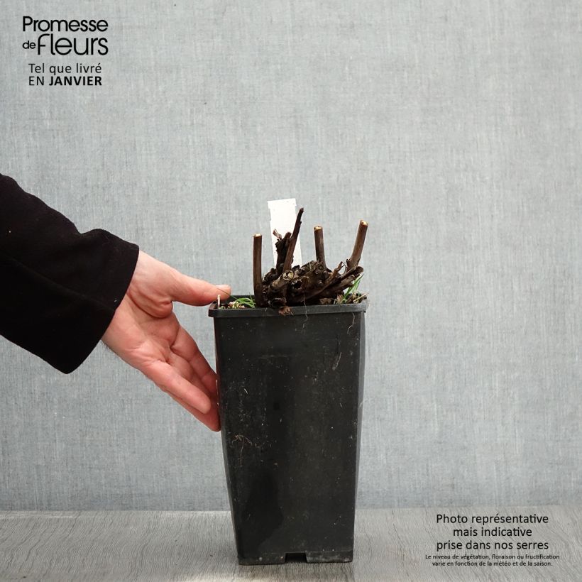 Example of Pivoine Itoh Pink Ardour - Paeonia Pot van 3 l/4 l as you get in hiver