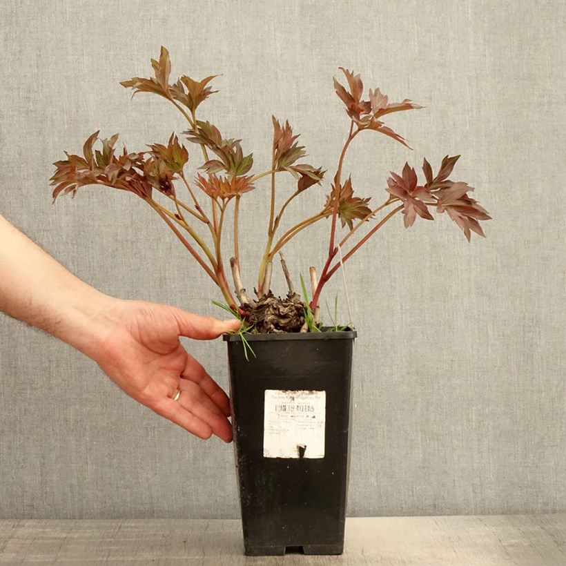 Exemplaar van Paeonia Itoh Pink Ardour - Itoh-pioen Pot van 3 l/4 l zoals geleverd in de lente