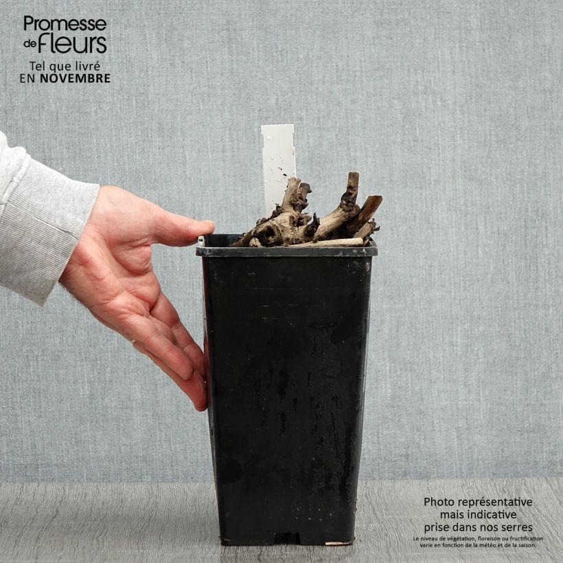 Exemplaar van Pivoine Itoh Scarlet Heaven Pot de 2L/3L zoals geleverd in de herfst
