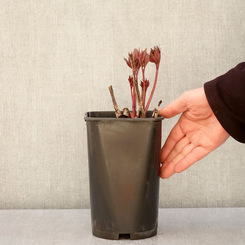 Exemplaar van Paeonia Itoh Scarlet Heaven - Itoh-pioen Pot van 2 l/3 l zoals geleverd in de lente