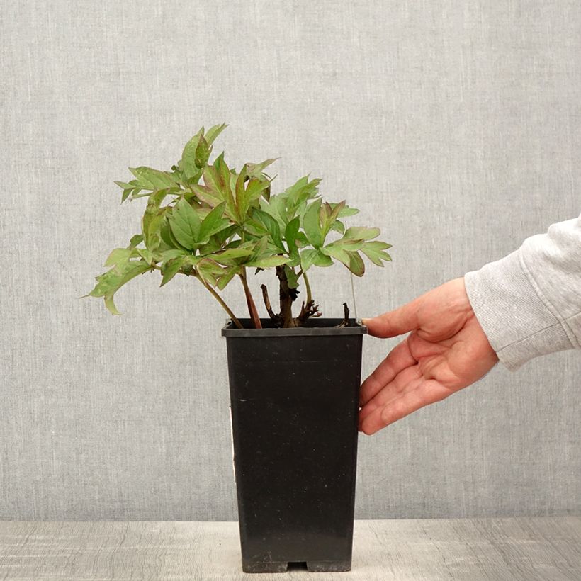 Exemplaar van Paeonia Itoh Viking Full Moon - Itoh-pioen Pot van 3 l/4 l zoals geleverd in de lente