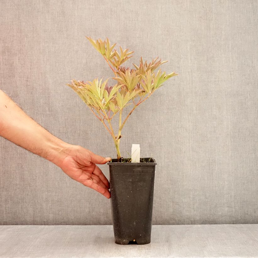 Example of Pivoine itoh Yellow Crown  Pot van 3 l/4 l as you get in ete