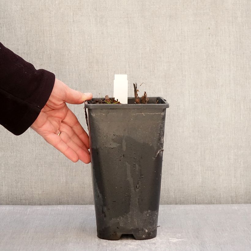 Exemplaar van Paeonia Itoh Yellow Crown - Itoh-pioen Pot van 3 l/4 l zoals geleverd in de winter