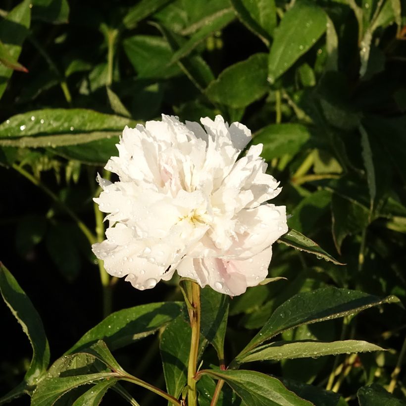 Paeonia lactiflora Alertie - Pioenroos (Bloei)