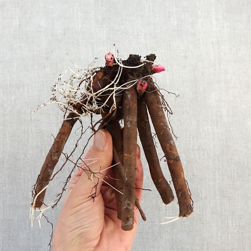 Example of Paeonia lactiflora Alertie - Pioenroos Stam 3/5 ogen as you get in hiver