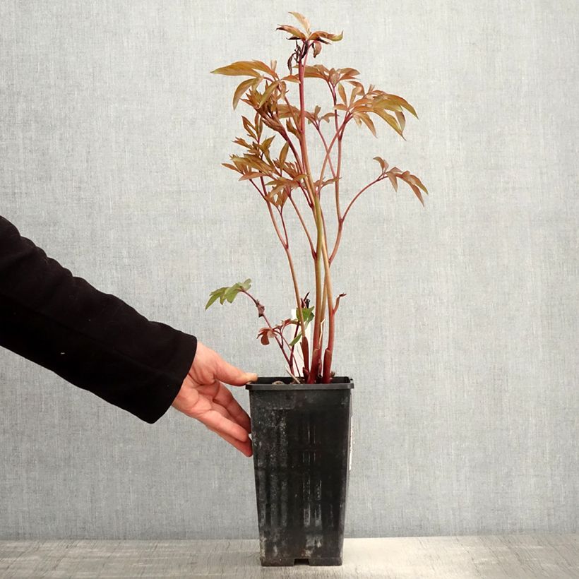 Exemplaar van Paeonia lactiflora Amabilis - Pioenroos Pot van 3 l/4 l zoals geleverd in de lente