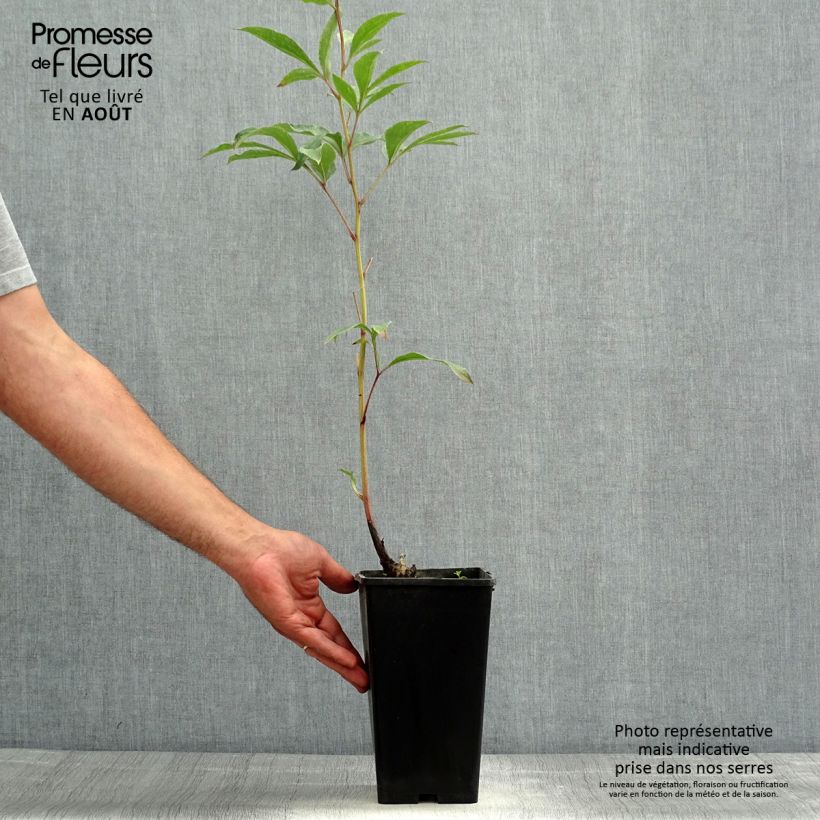 Exemplaar van Paeonia lactiflora Big Ben - Pioenroos Pot van 3 l/4 l zoals geleverd in de zomer
