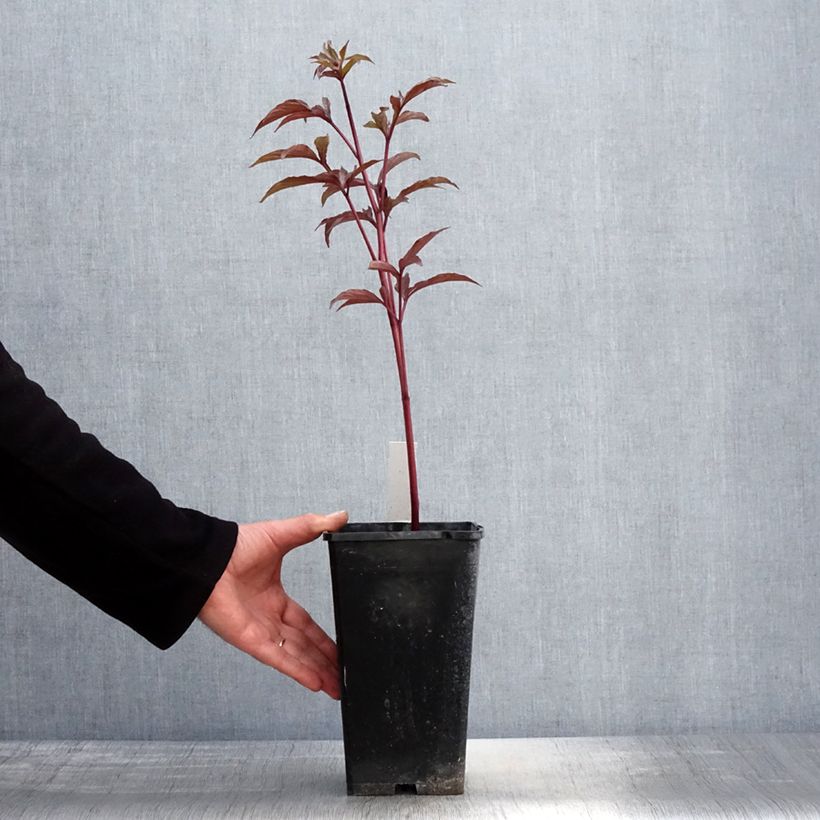 Exemplaar van Paeonia lactiflora Big Ben - Pioenroos Pot van 3 l/4 l zoals geleverd in de lente