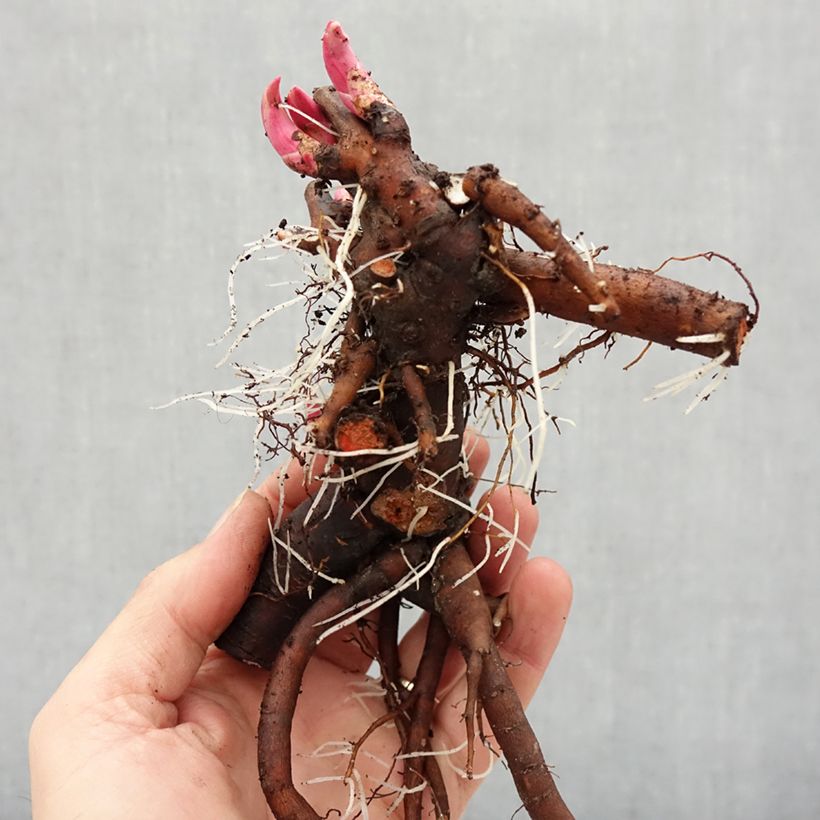 Example of Pivoine lactiflora Bouquet Perfect Stam 3/5 ogen as you get in hiver