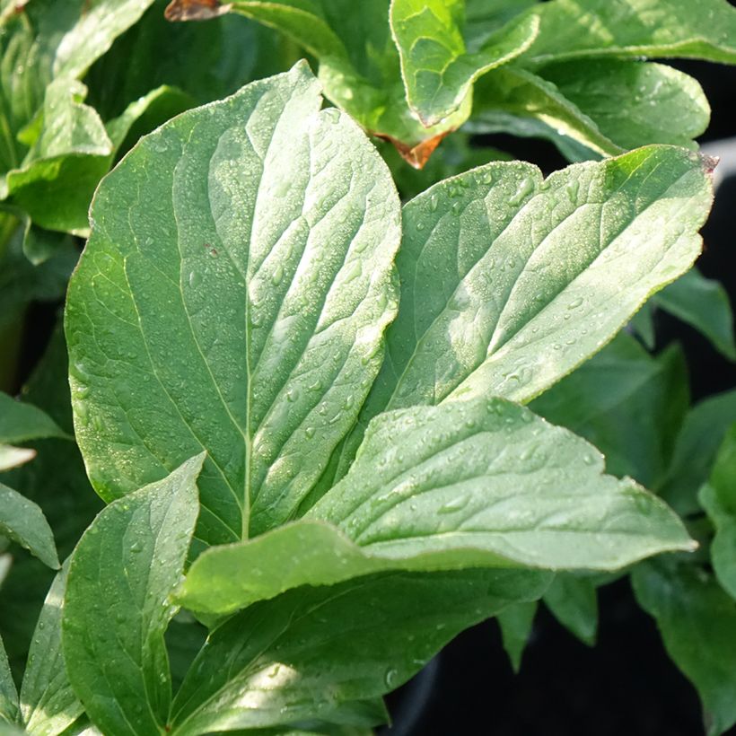 Paeonia lactiflora Buckeye Belle - Pioenroos (Blad)