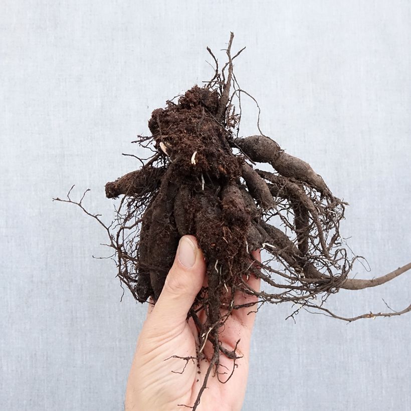 Example of Pivoine lactiflora Buckeye Belle Stam 3/5 ogen as you get in hiver