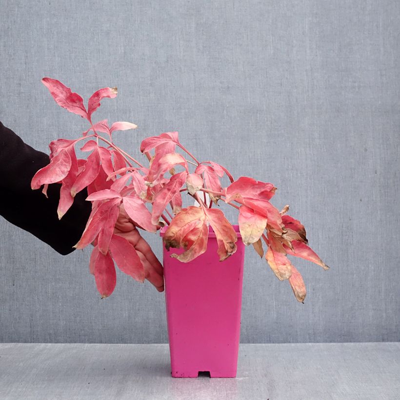 Exemplaar van Paeonia lactiflora Carl G. Klehm - Pioenroos Pot van 4 l/5 l zoals geleverd in de herfst